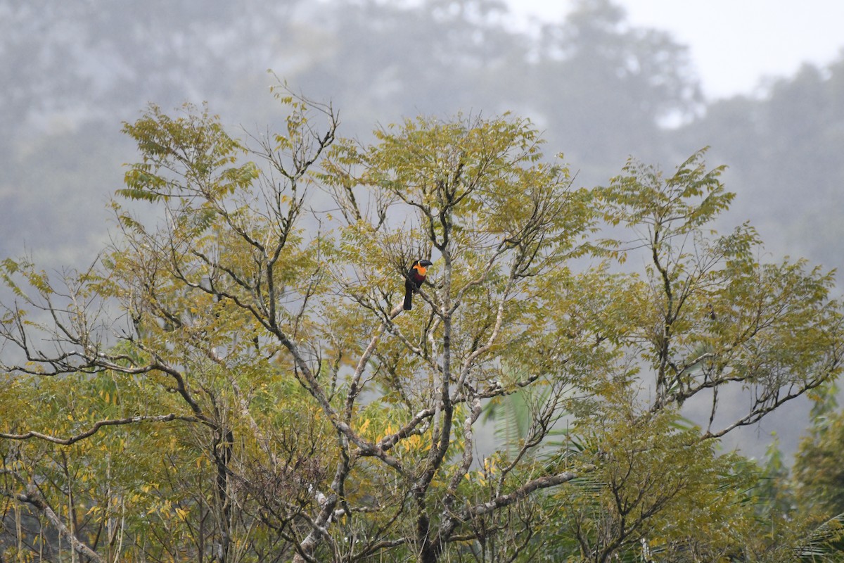 Channel-billed Toucan - ML641453336