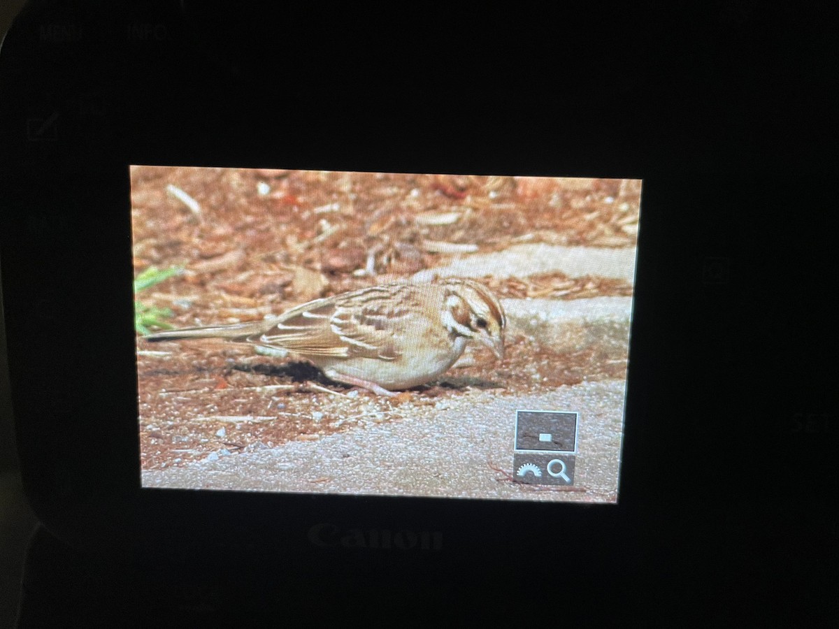 Lark Sparrow - ML641453345