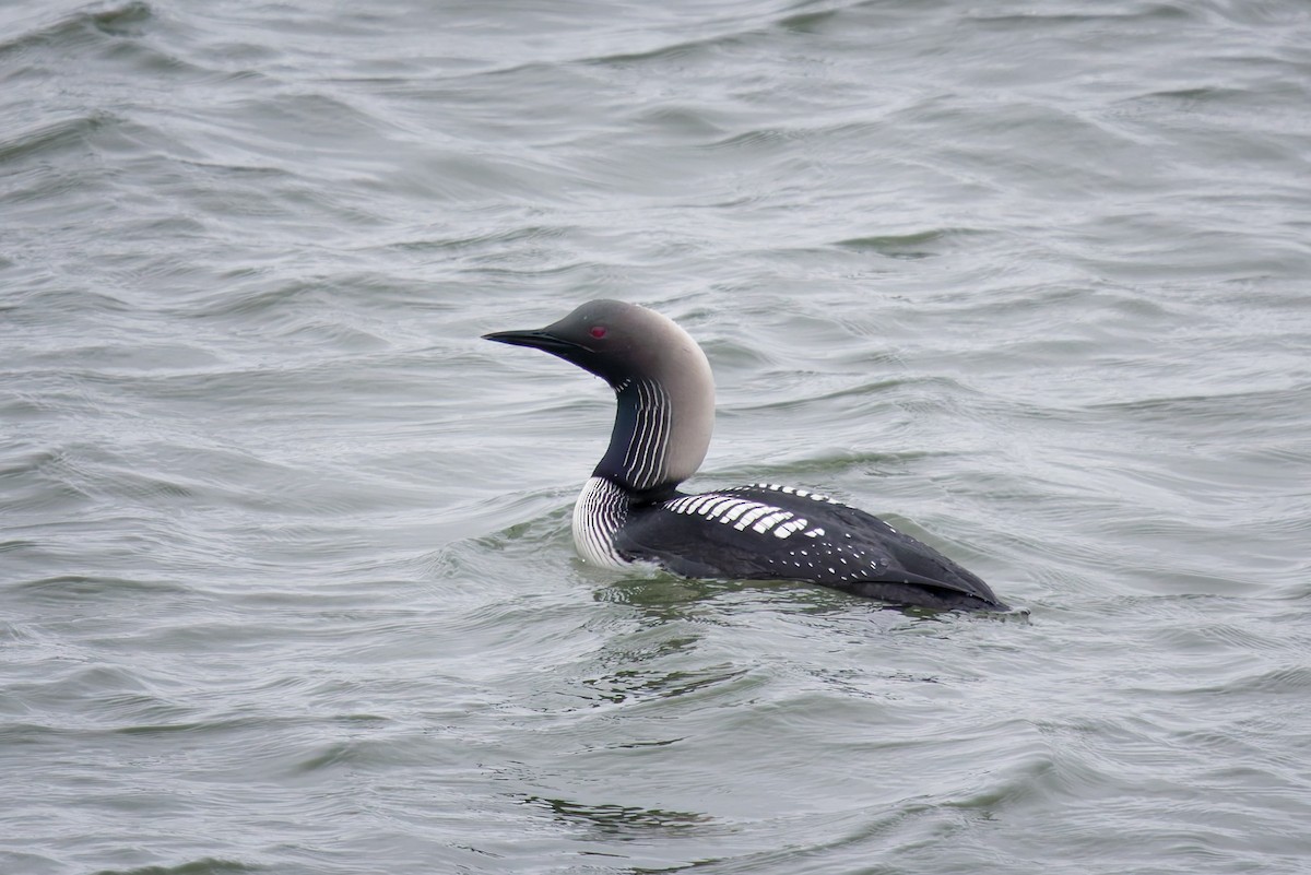 צוללן פסיפי - ML641453351