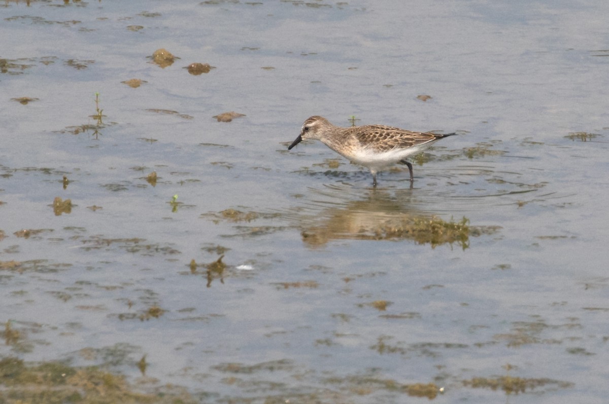 sandsnipe - ML641453375