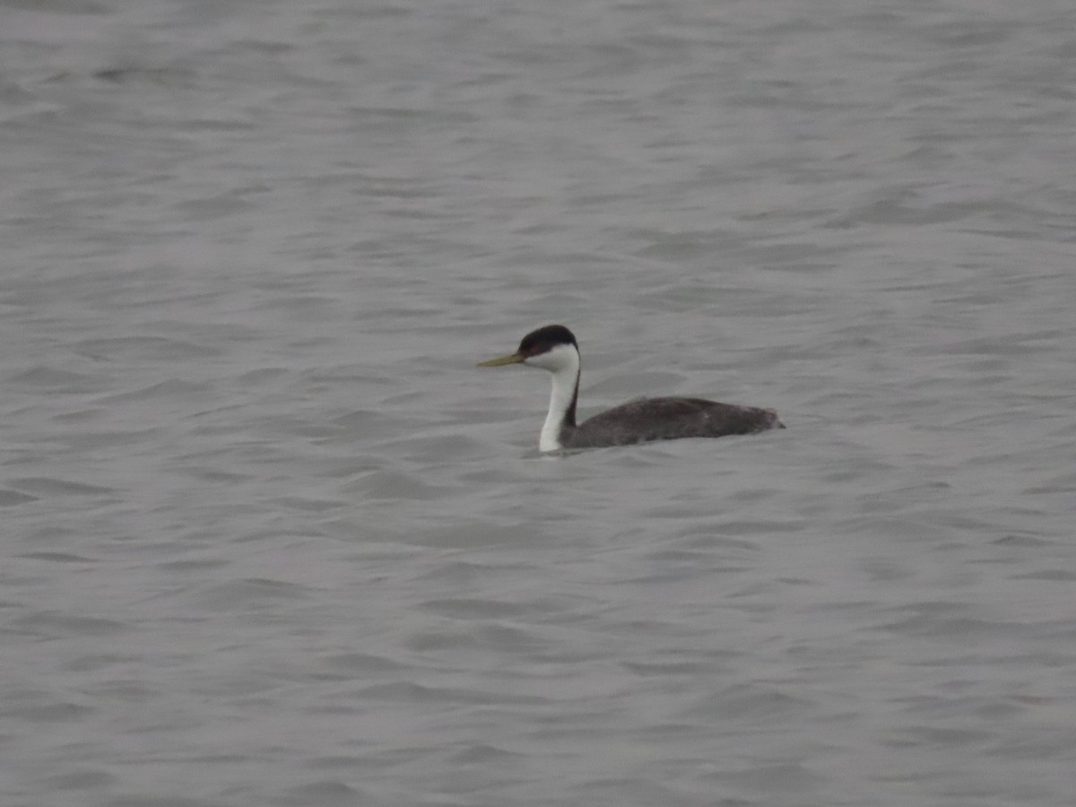Western Grebe - ML641453424