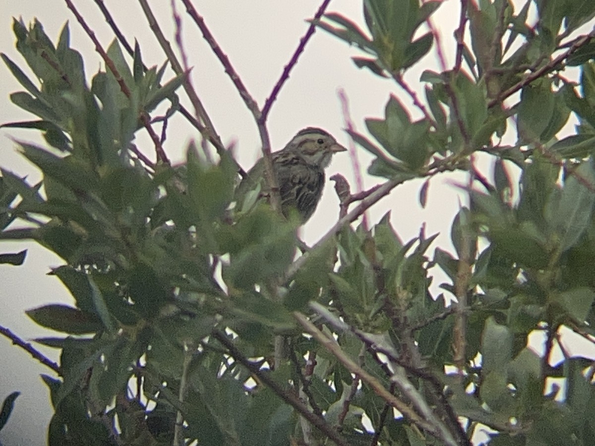 Clay-colored Sparrow - ML641453466