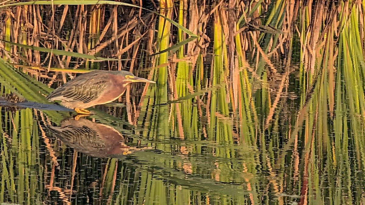 Green Heron - ML641453482