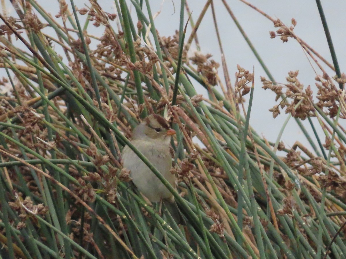 White-crowned Sparrow - ML641453522