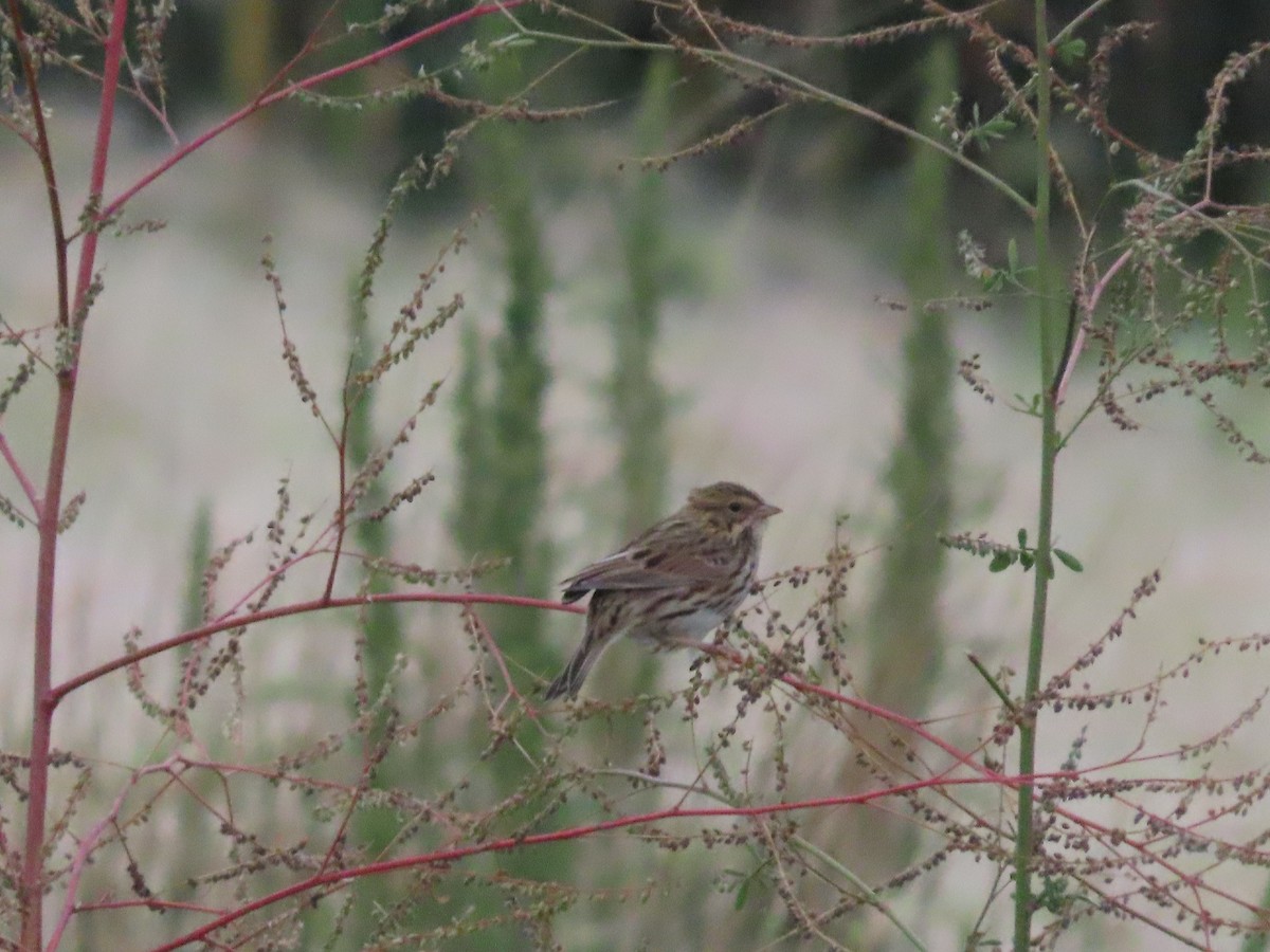 Savannah Sparrow - ML641453538