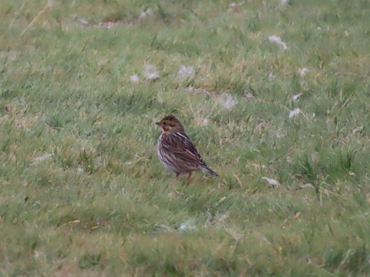 Savannah Sparrow - ML641453539