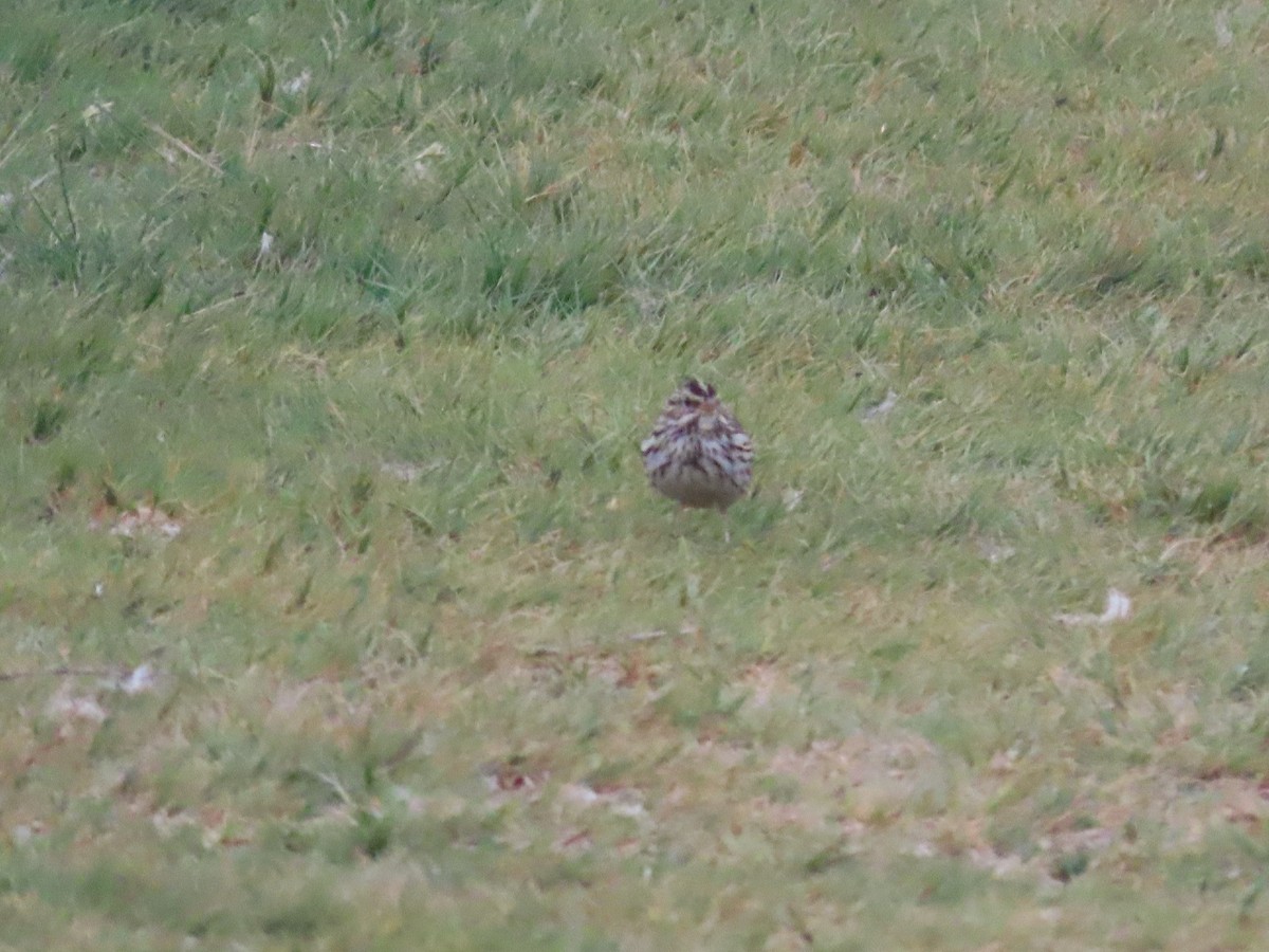 Savannah Sparrow - ML641453540