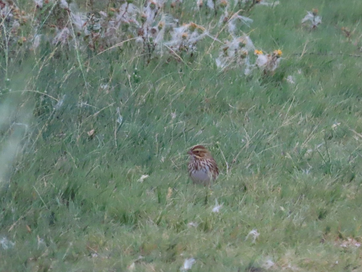 Savannah Sparrow - ML641453541