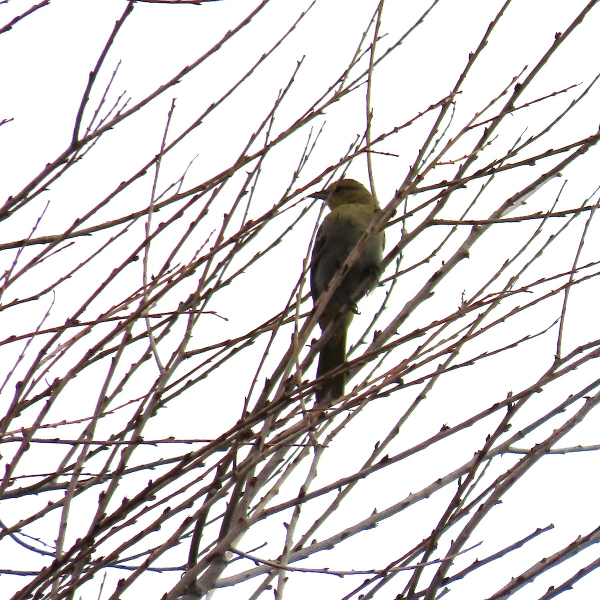 Bullock's Oriole - ML641453588