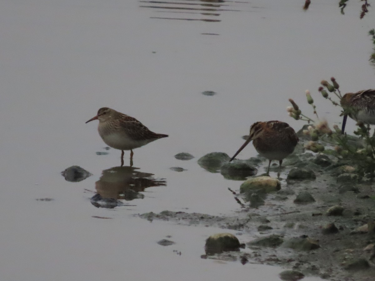 美洲尖尾濱鷸 - ML641453590