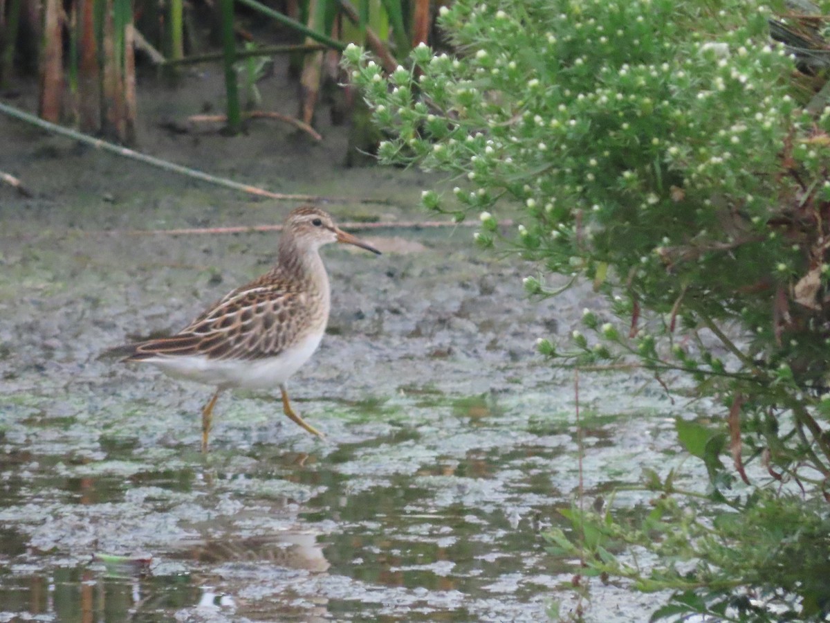 美洲尖尾濱鷸 - ML641453592