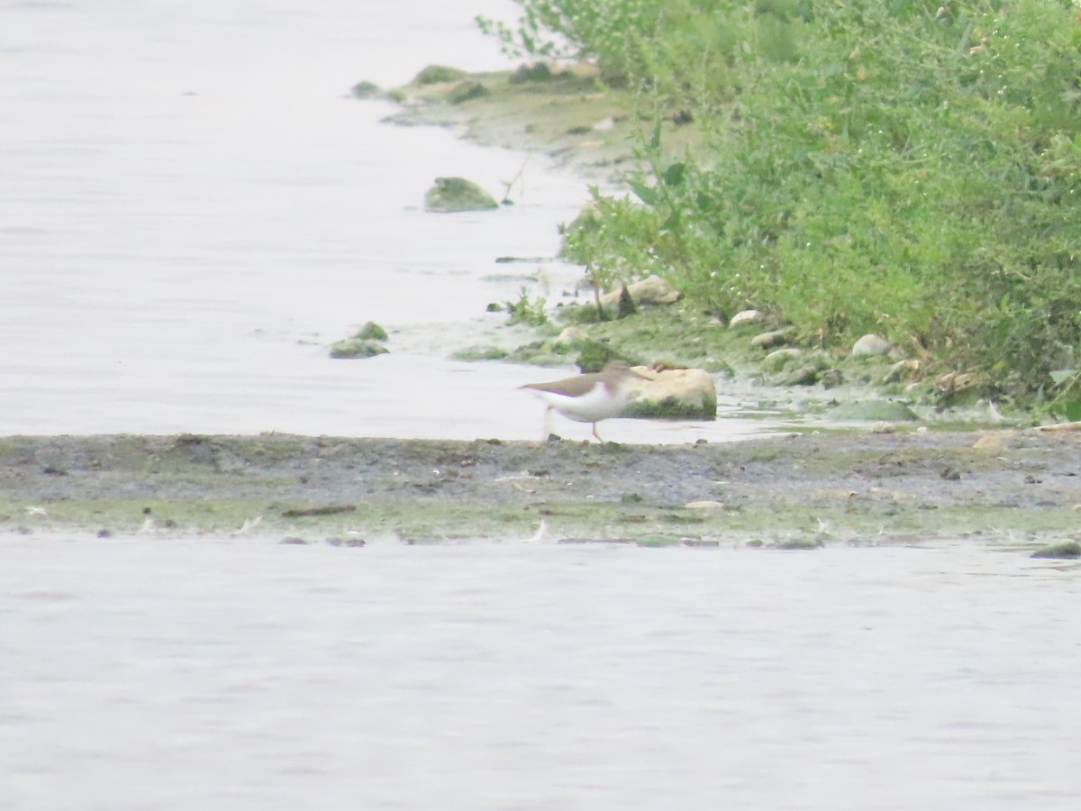 Spotted Sandpiper - ML641453637