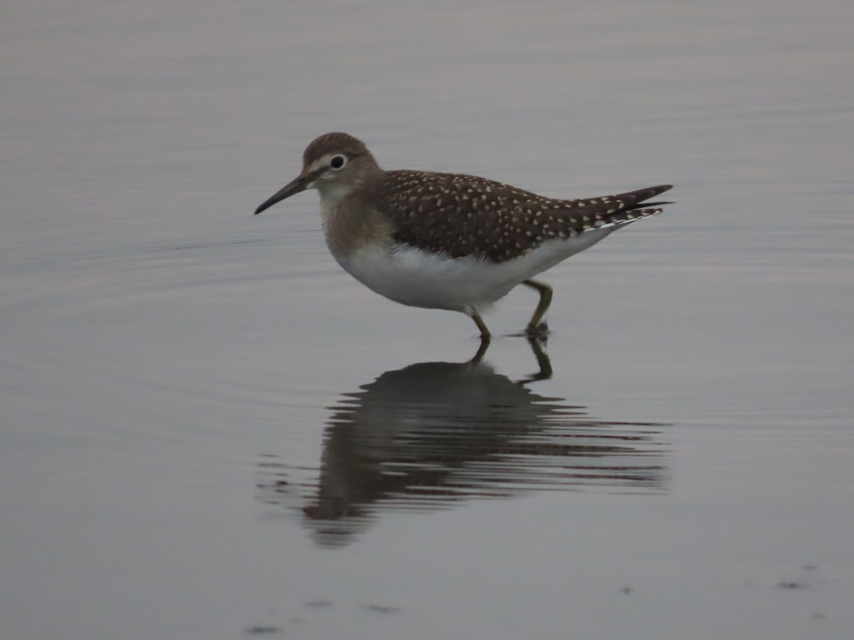 Solitary Sandpiper - ML641453668