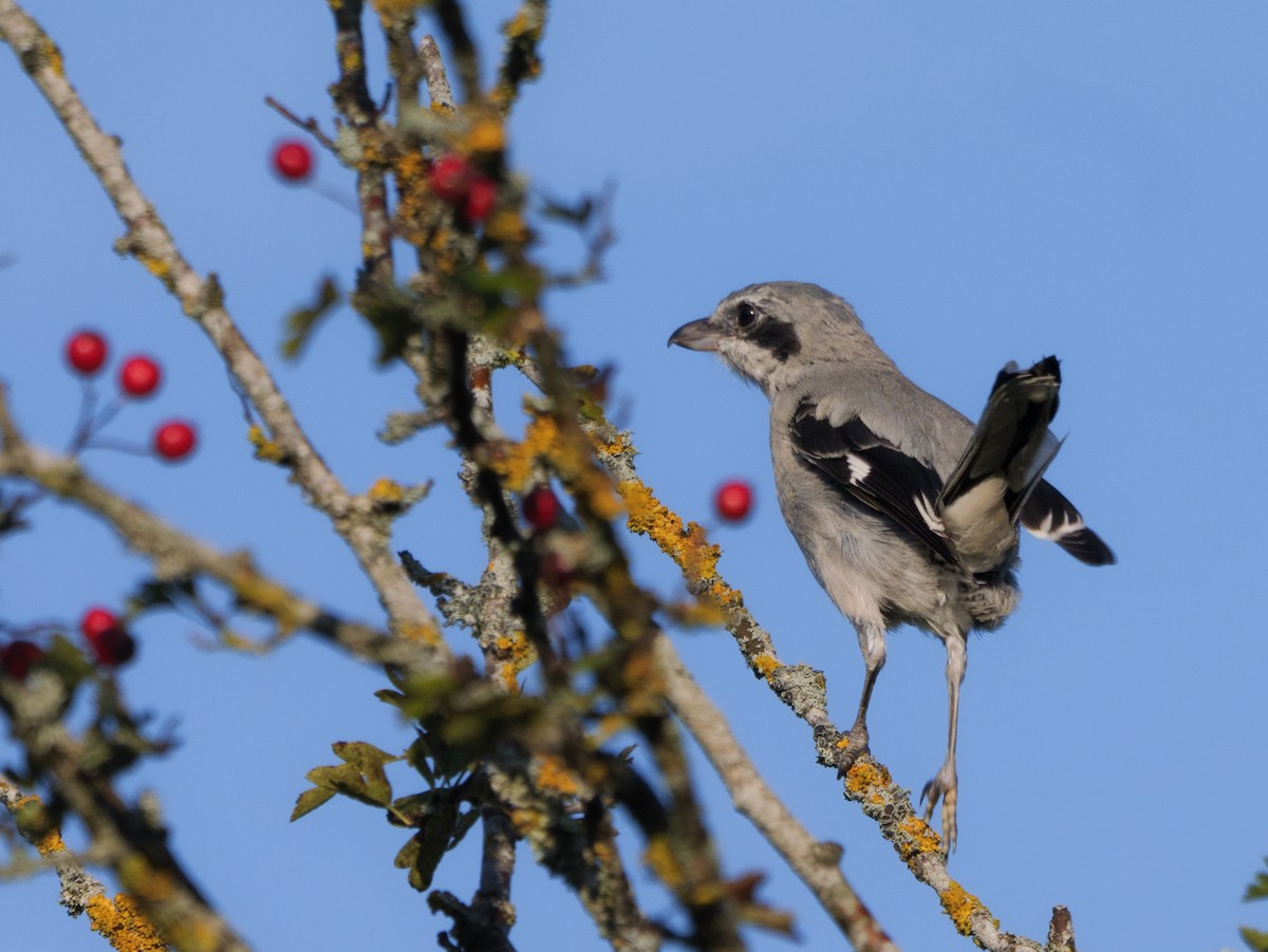 Iberian Gray Shrike - ML641453699