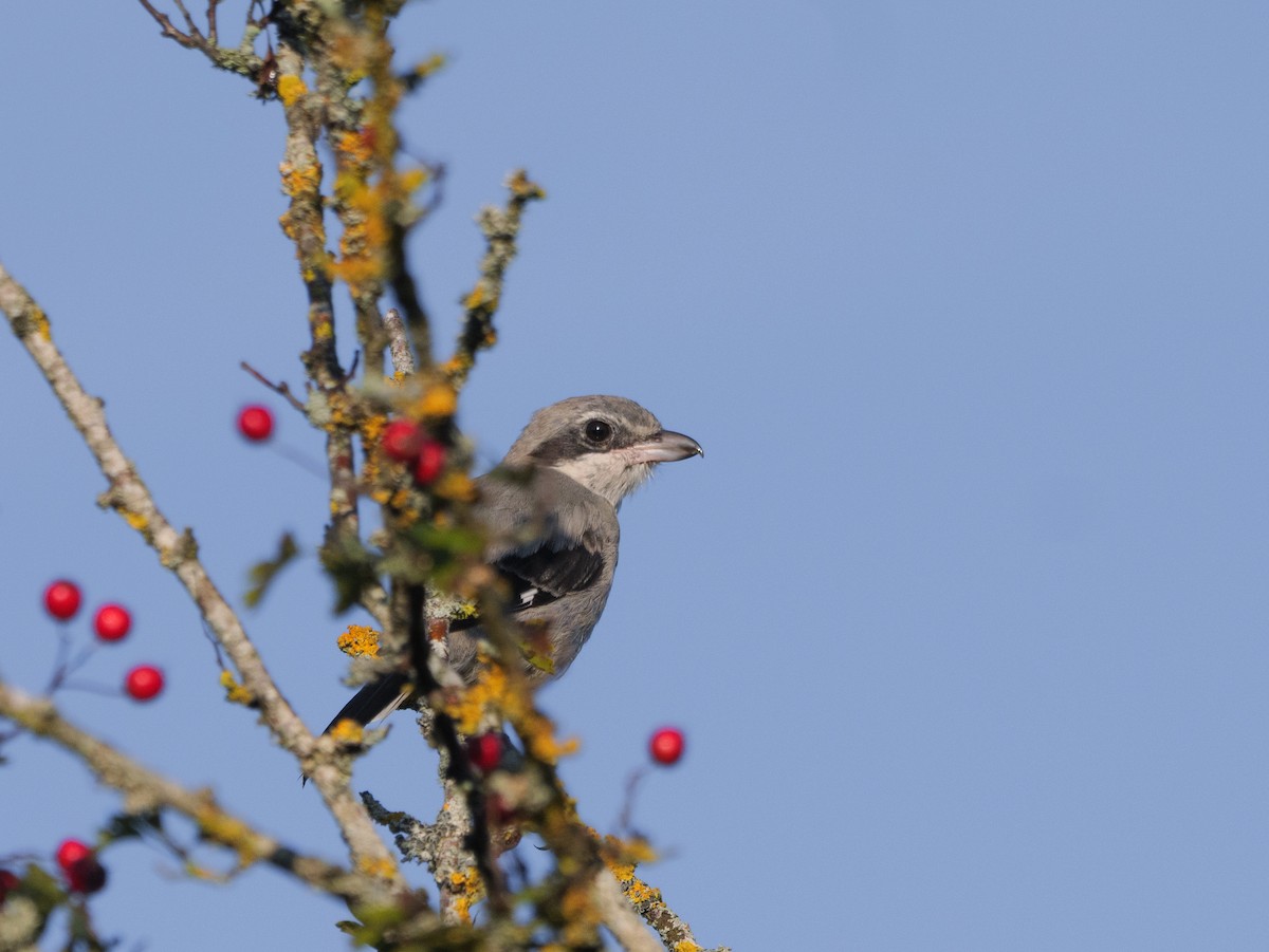 Iberian Gray Shrike - ML641453700