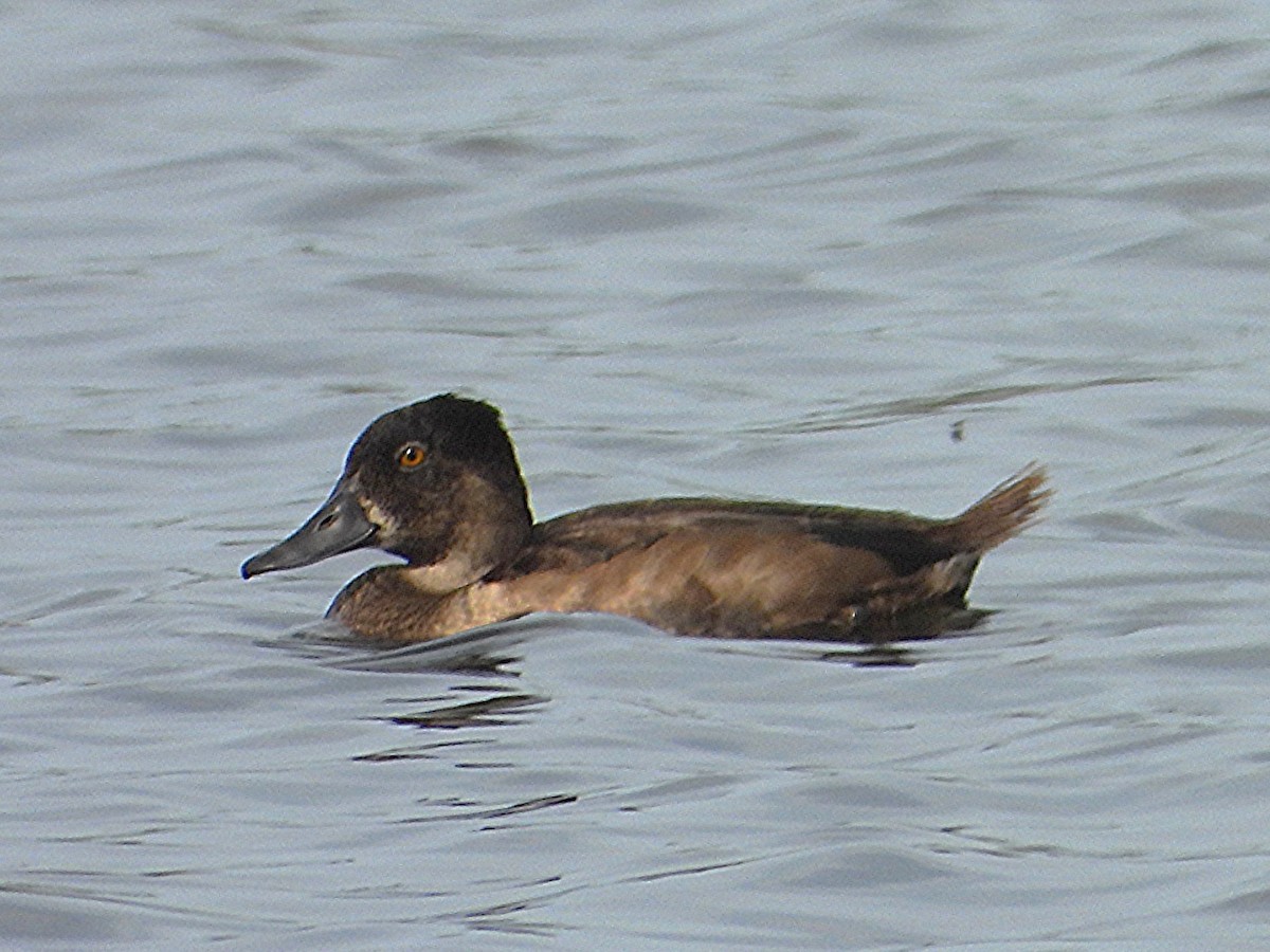 Greater/Lesser Scaup - ML641453733