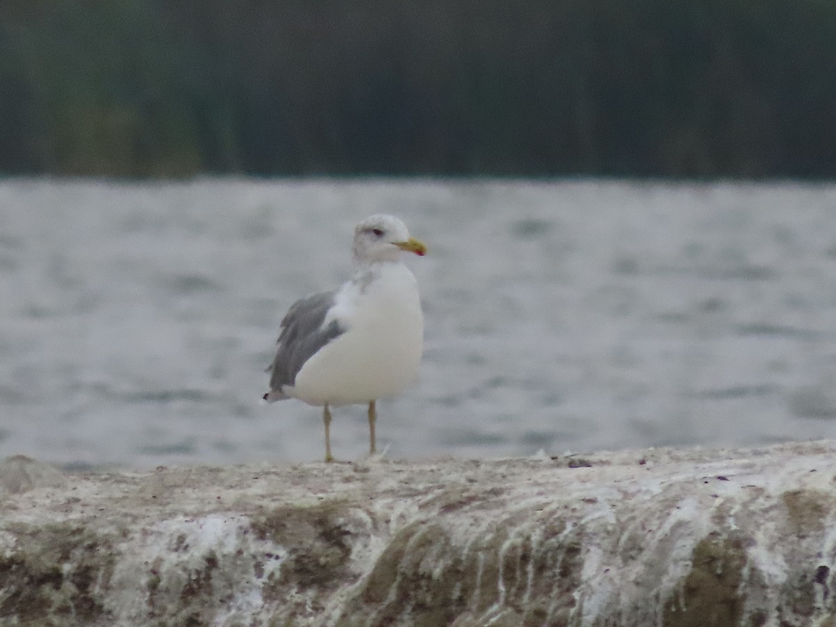California Gull - ML641453734