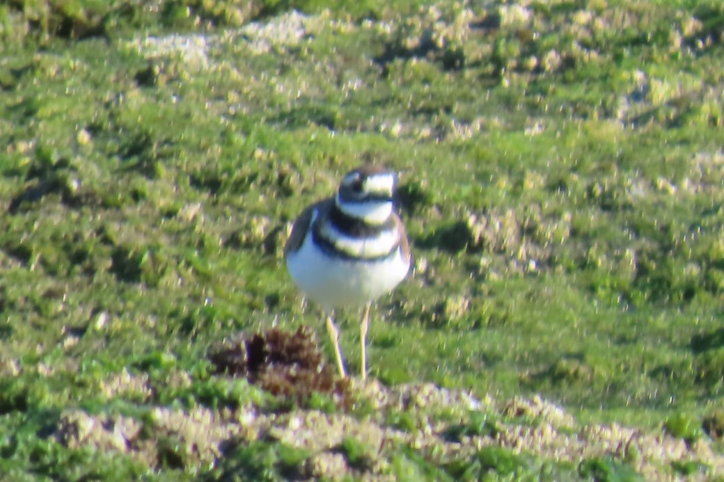 kulík rezavoocasý - ML641453752