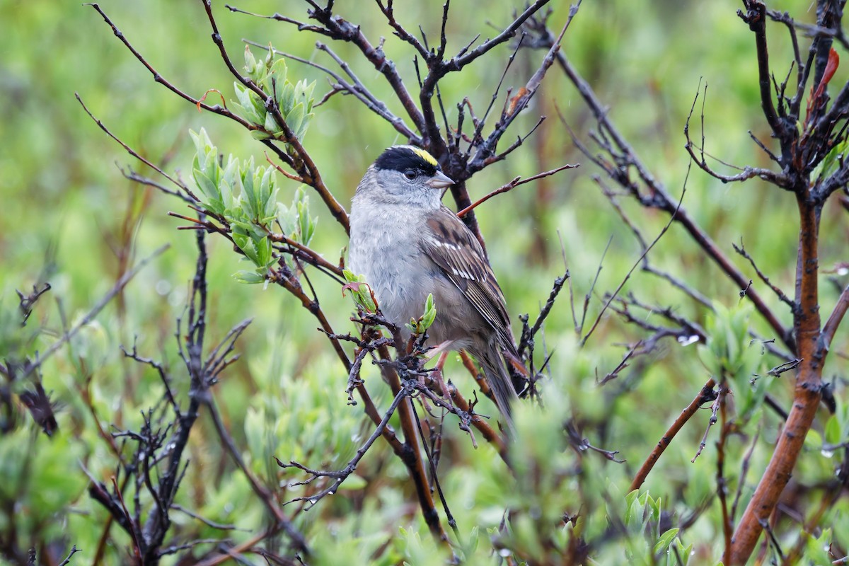 Golden-crowned Sparrow - ML641453760