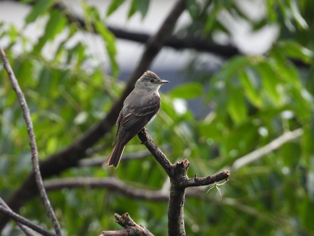 Greater Pewee - ML641453766