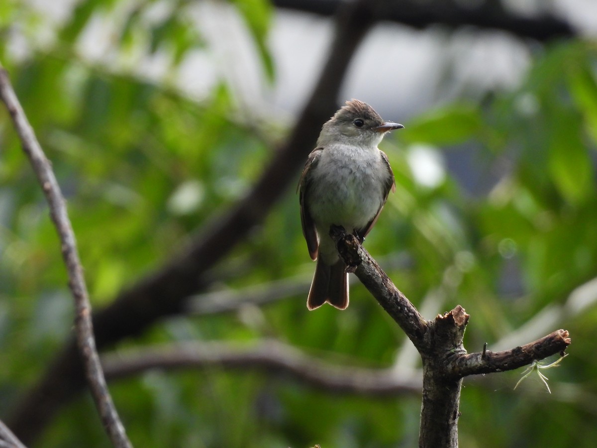 Greater Pewee - ML641453767