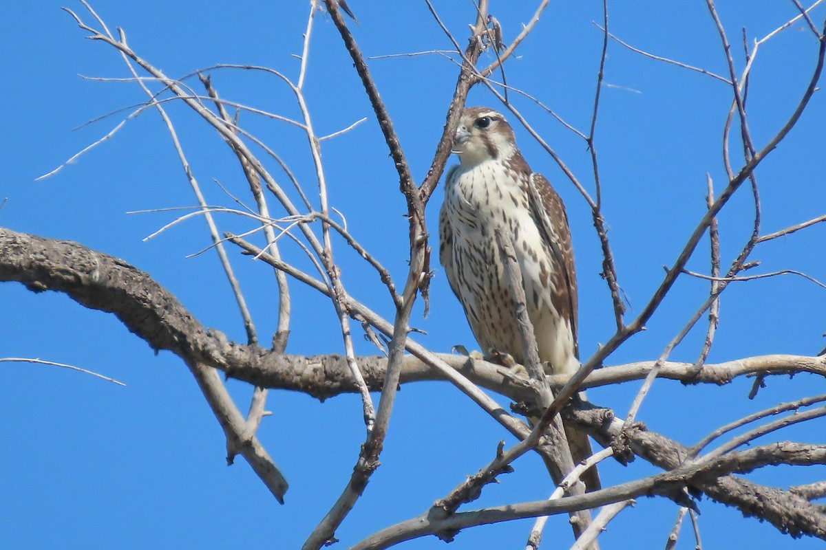 Prairie Falcon - ML641453785