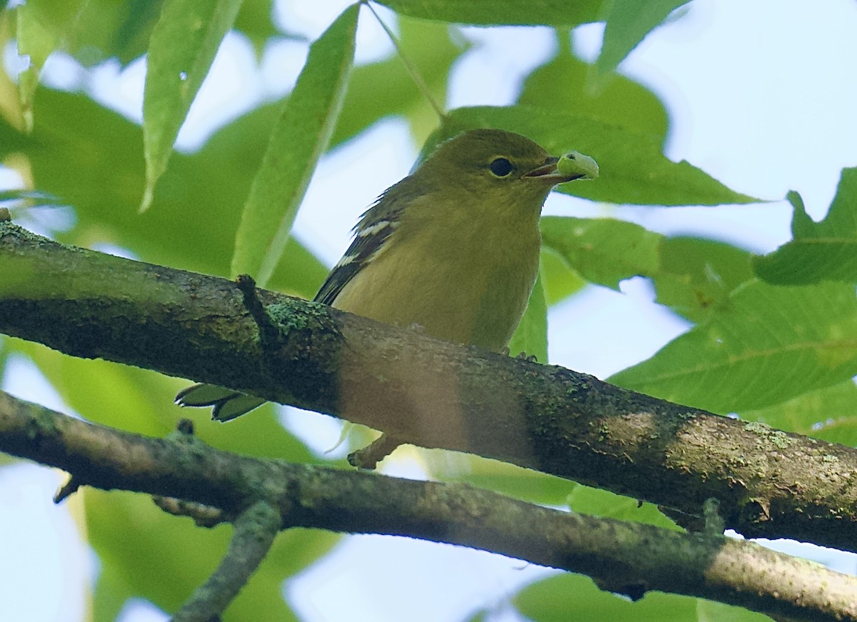 Bay-breasted Warbler - ML641453790