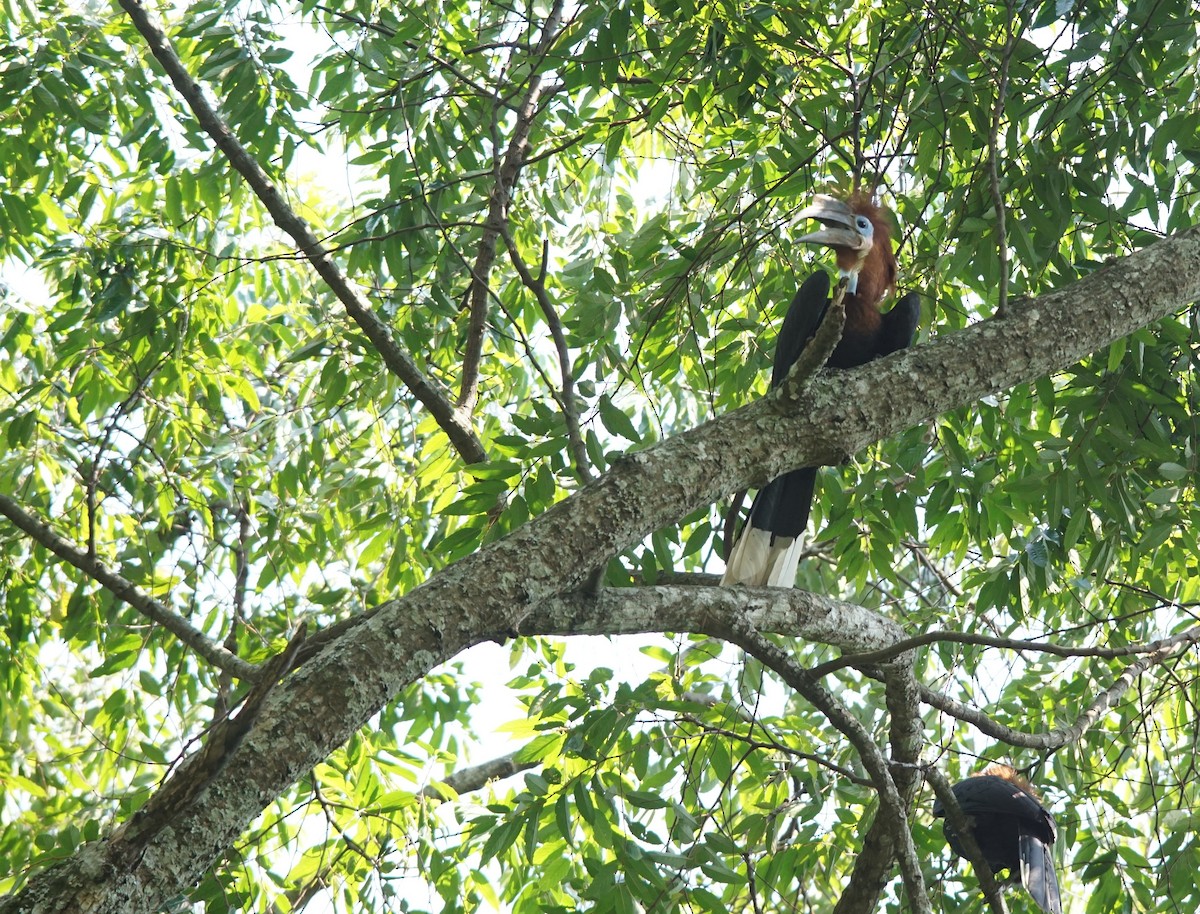 クロコブサイチョウ - ML641453799