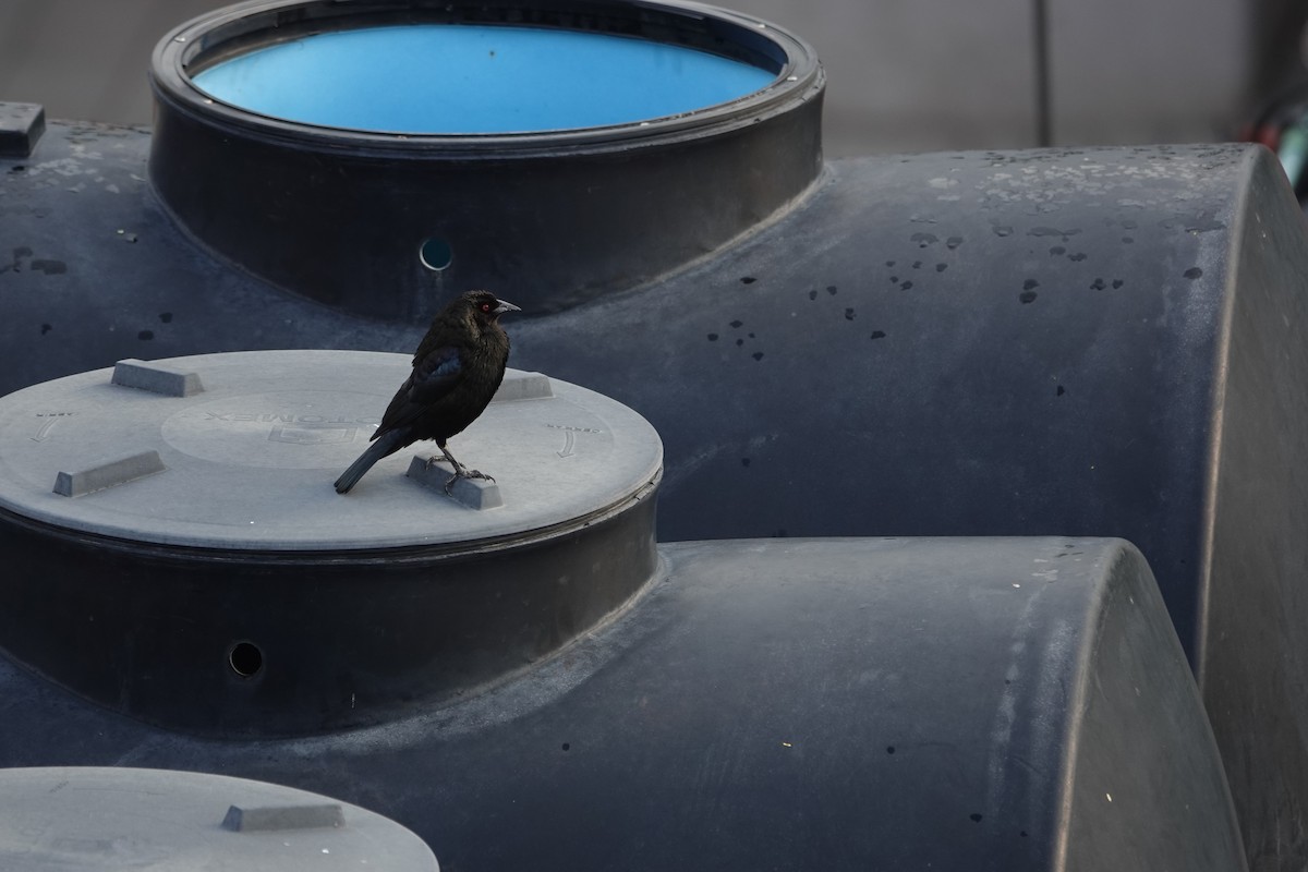 Bronzed Cowbird - ML641453805