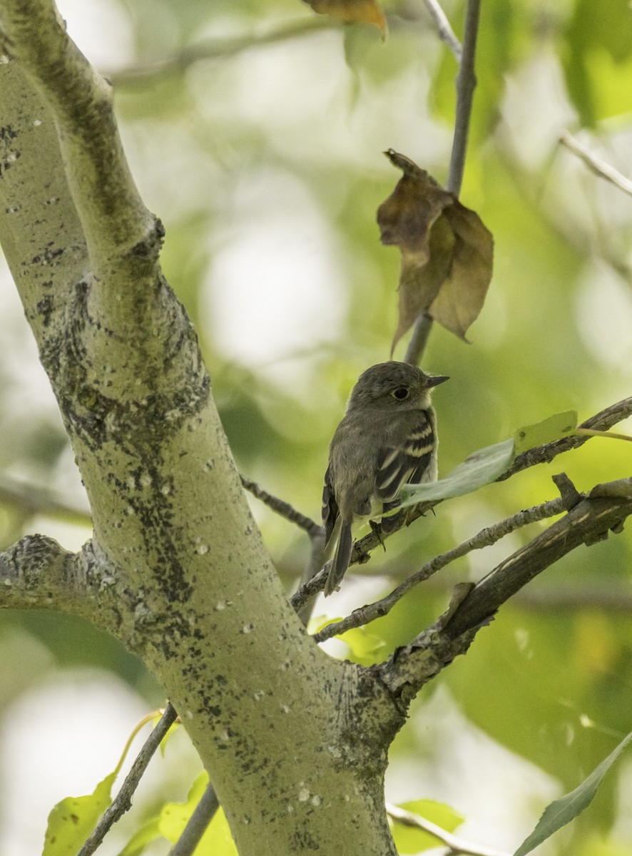 Western Wood-Pewee - ML641453811