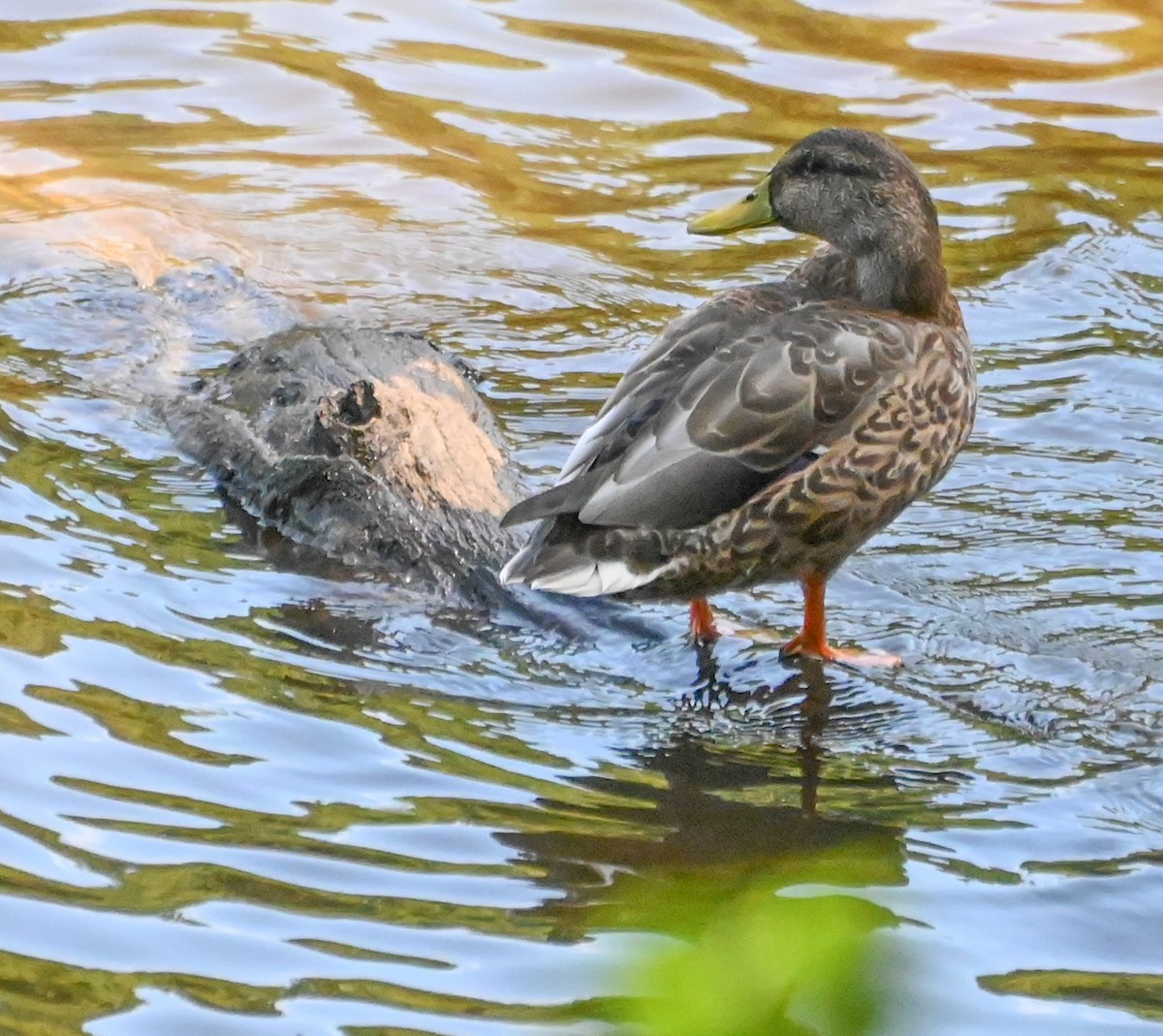 Stockente - ML641453930