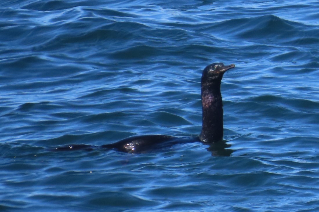 Cormoran pélagique - ML641453955