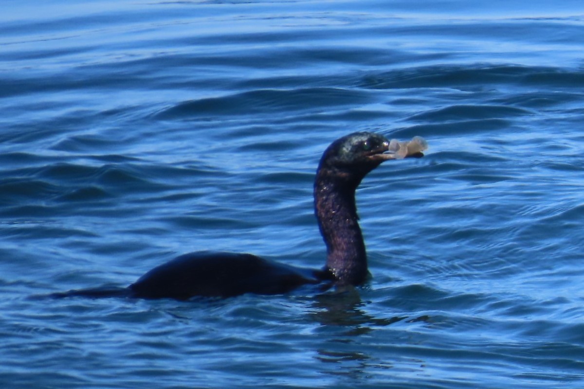Cormoran pélagique - ML641453956