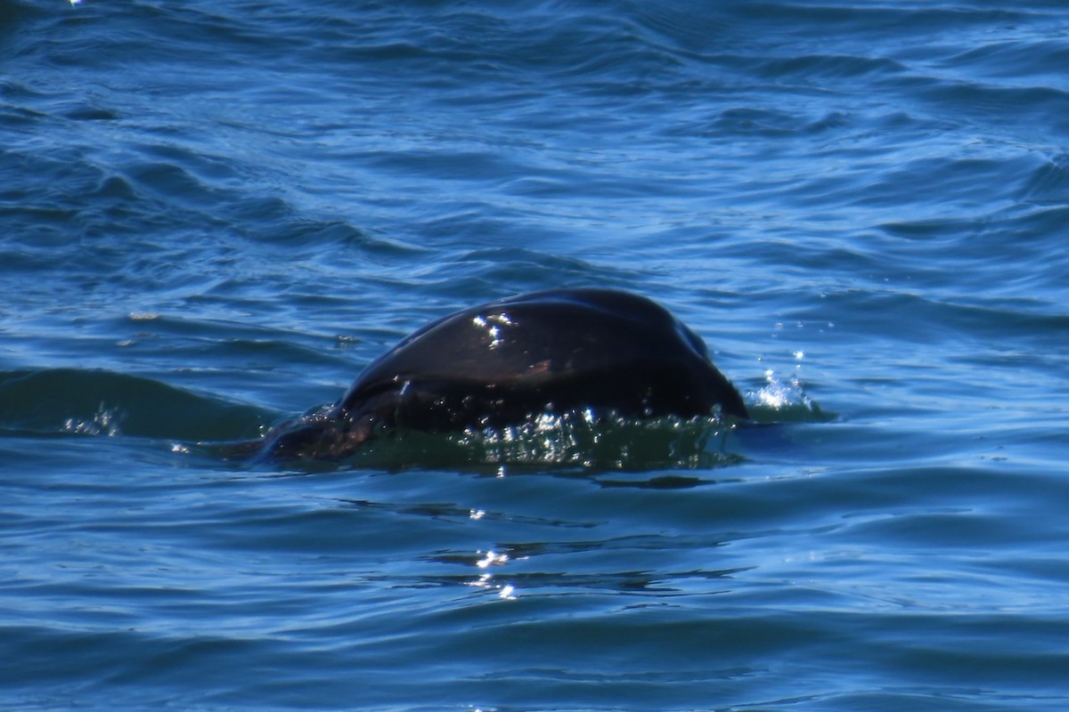 Cormoran pélagique - ML641453957