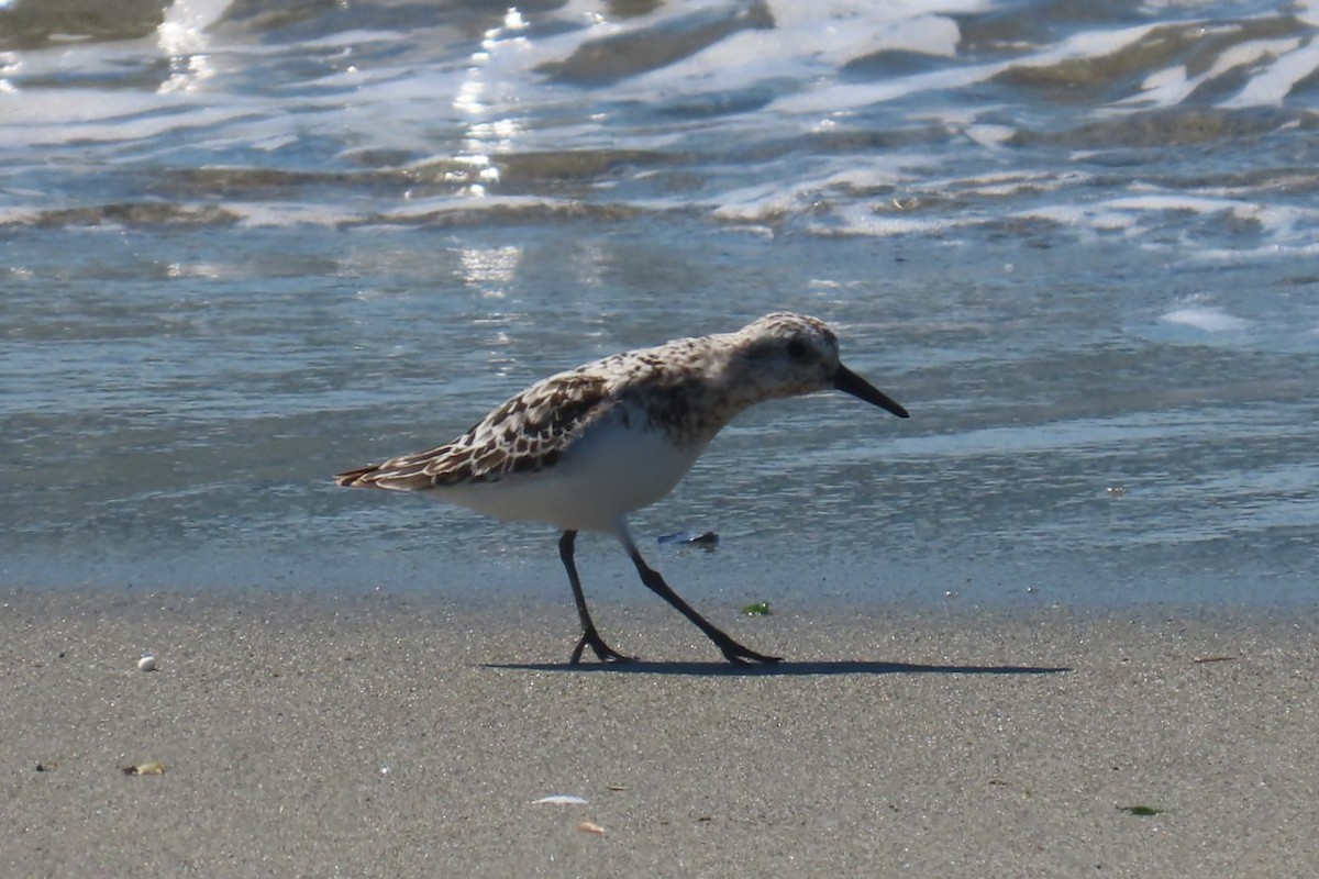 Bécasseau sanderling - ML641453969