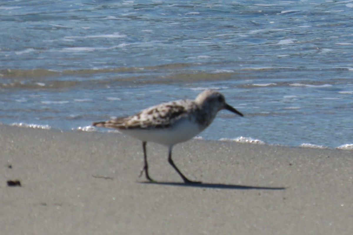Bécasseau sanderling - ML641453970