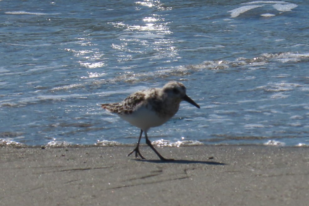 Bécasseau sanderling - ML641453971