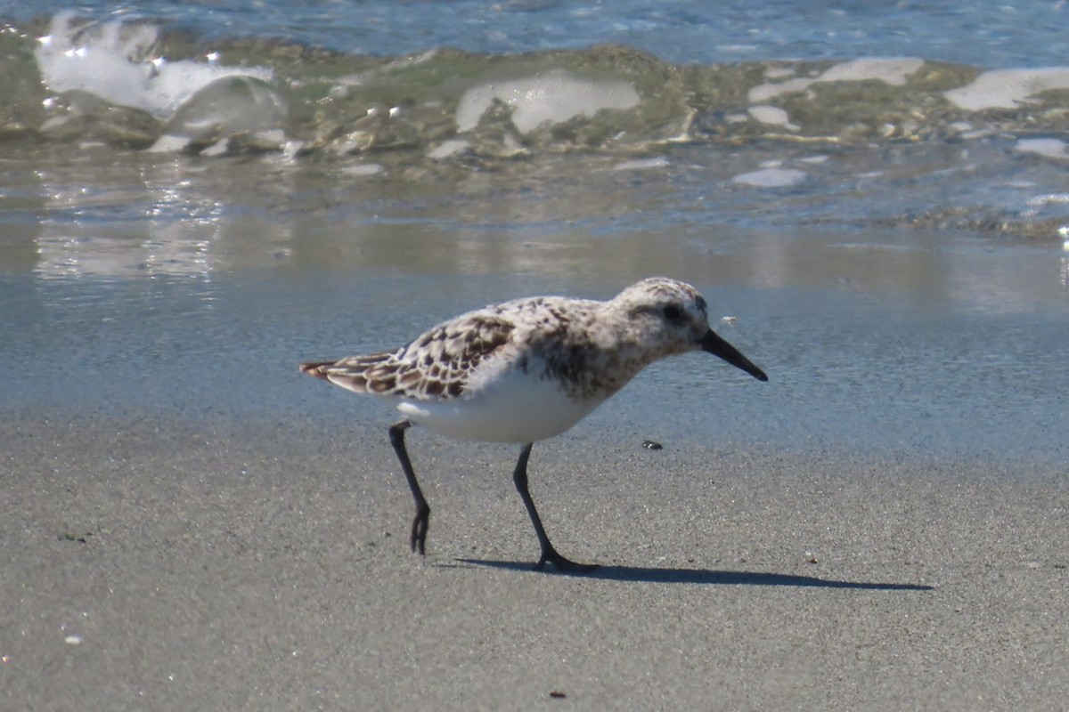 Bécasseau sanderling - ML641453972