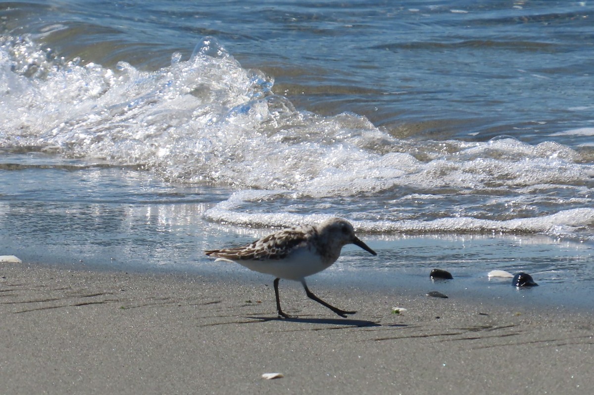 Bécasseau sanderling - ML641453973