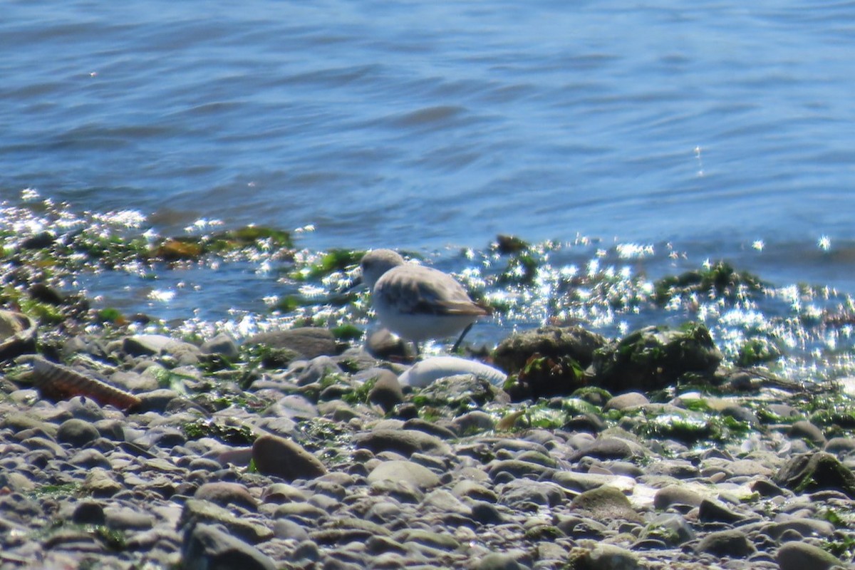 Bécasseau sanderling - ML641453983