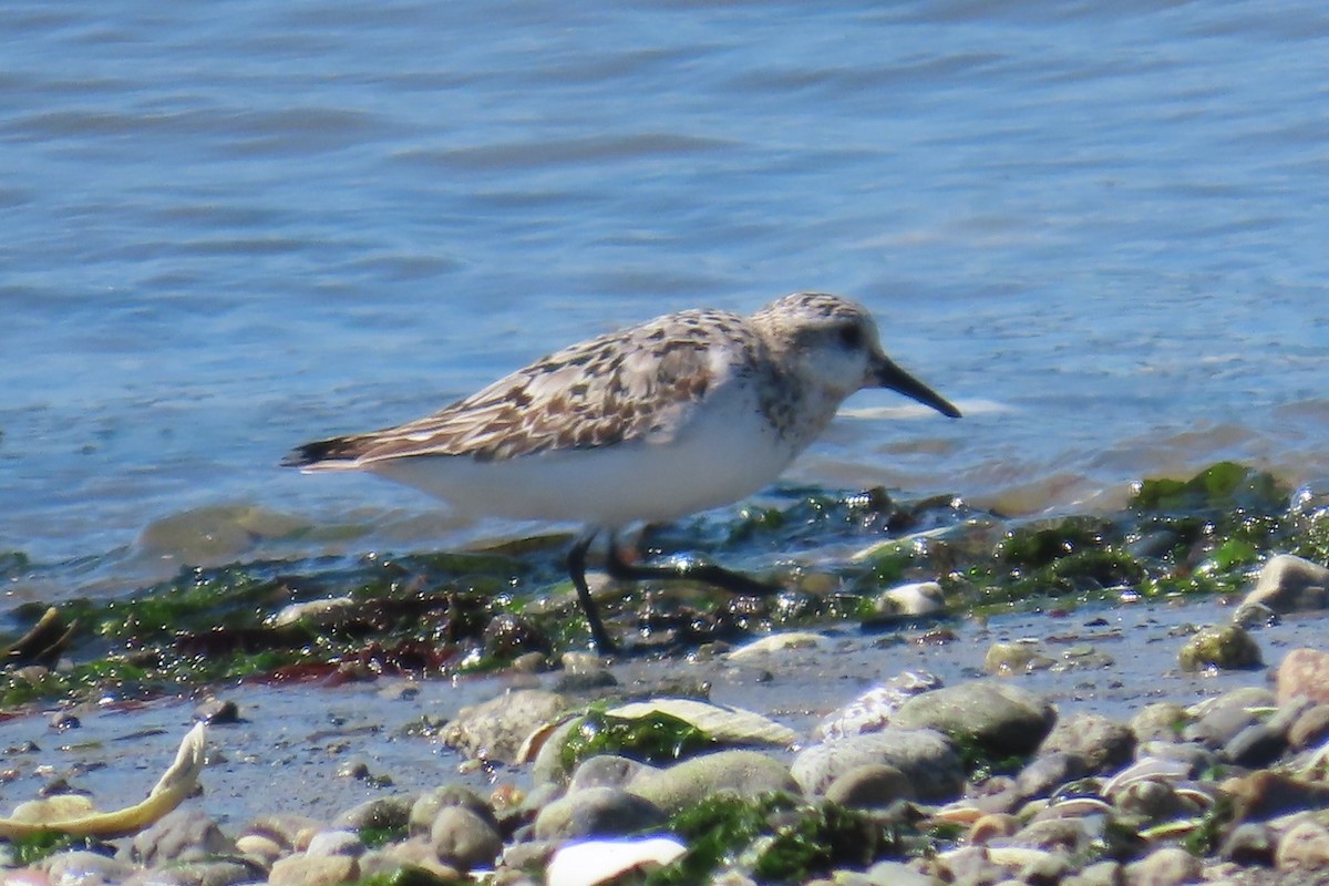Bécasseau sanderling - ML641453984