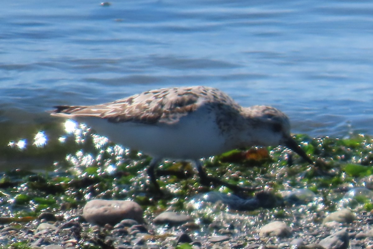Bécasseau sanderling - ML641453985