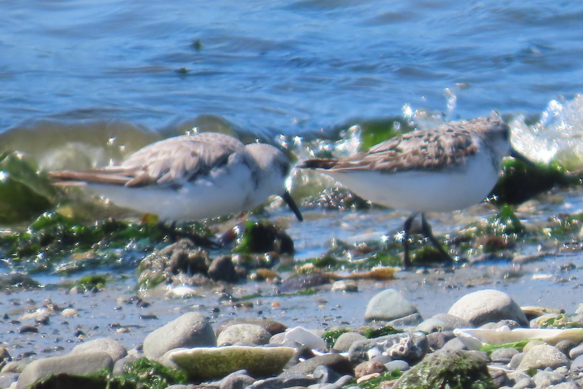 Bécasseau sanderling - ML641453986
