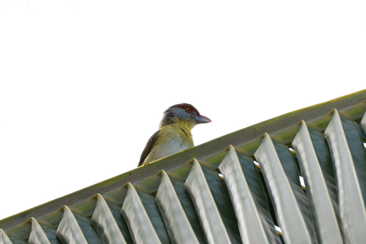 Rufous-browed Peppershrike - ML641453991