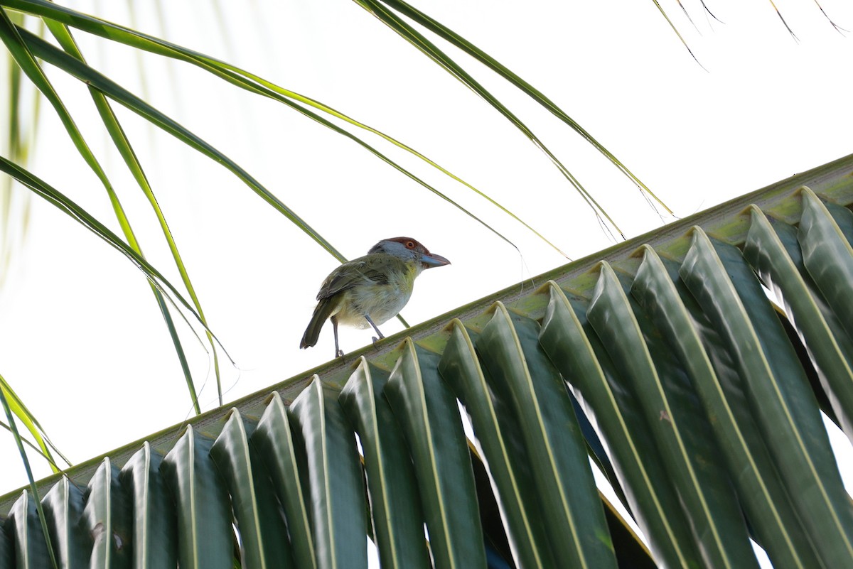 Rufous-browed Peppershrike - ML641453992