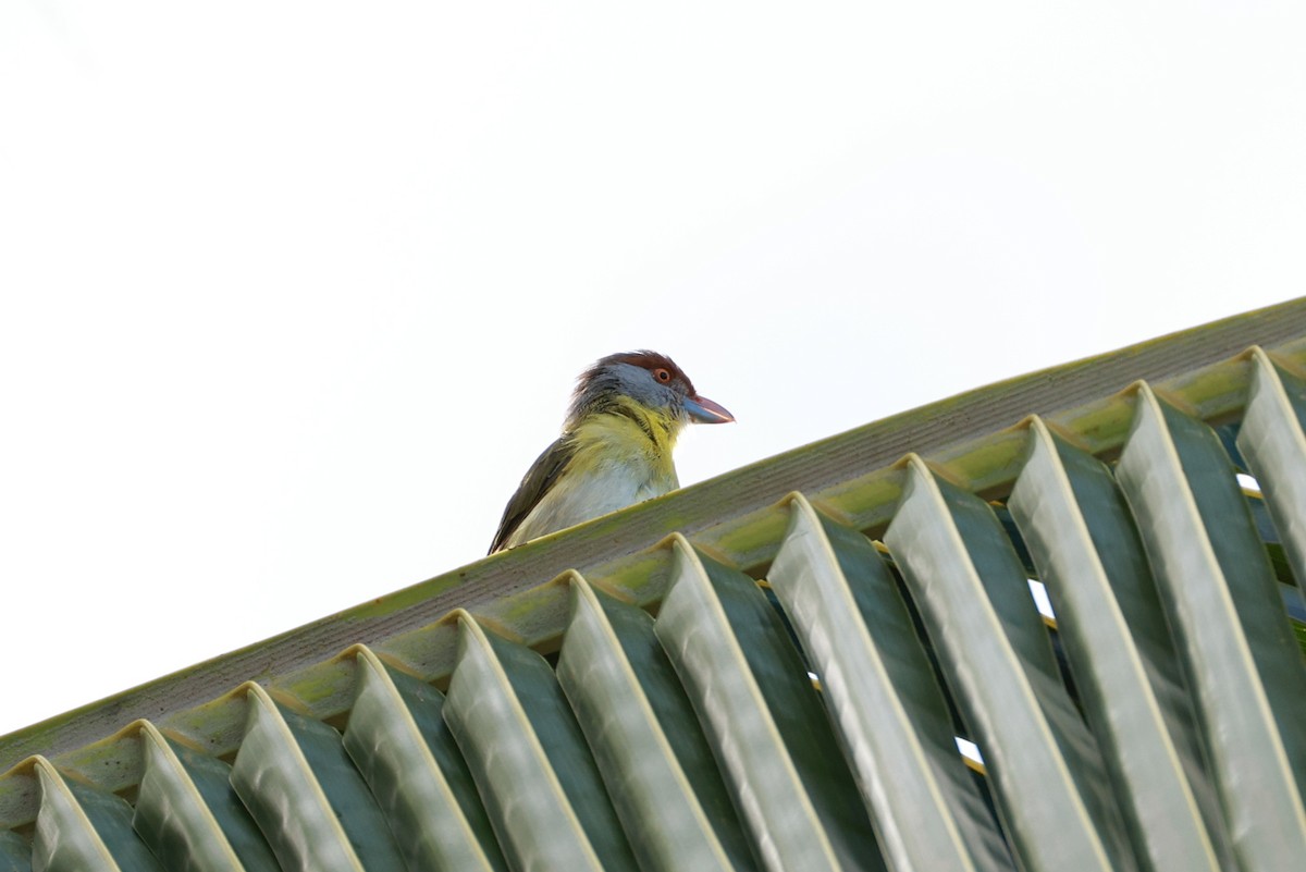 Rufous-browed Peppershrike - ML641453993