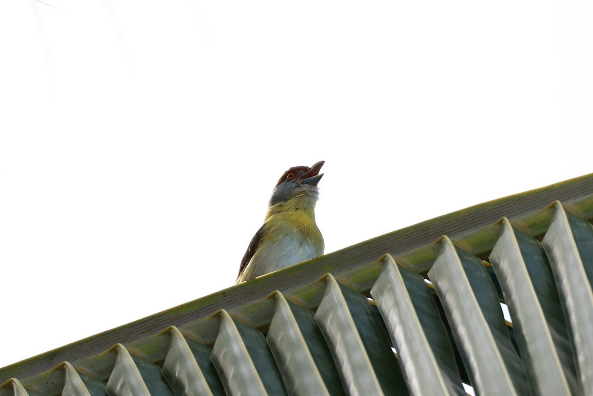 Rufous-browed Peppershrike - ML641453994