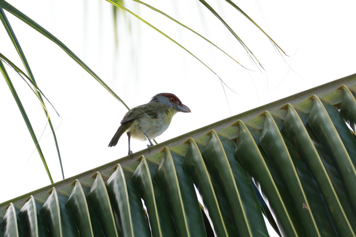 Rufous-browed Peppershrike - ML641453995