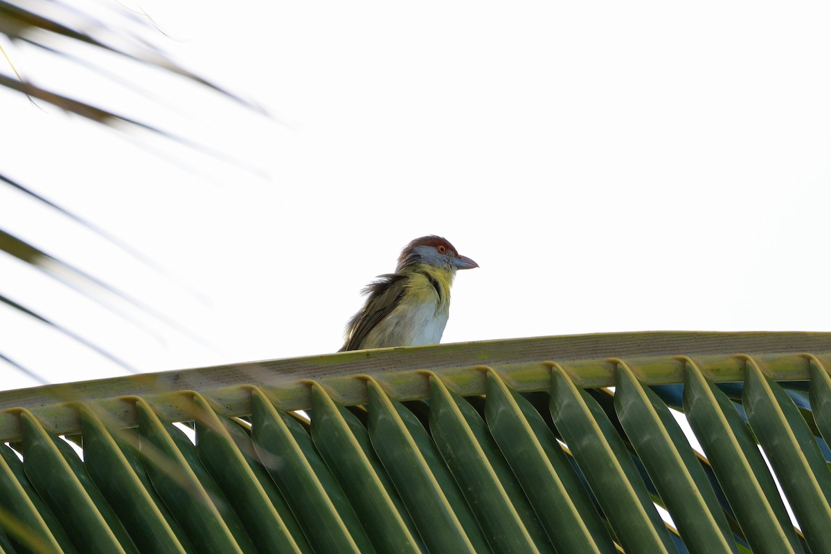 Rufous-browed Peppershrike - ML641453996