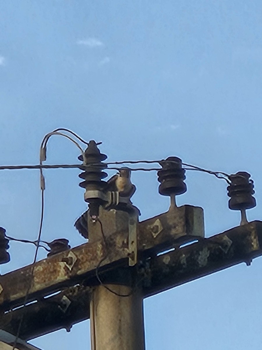 Aplomado Falcon - ML641454007